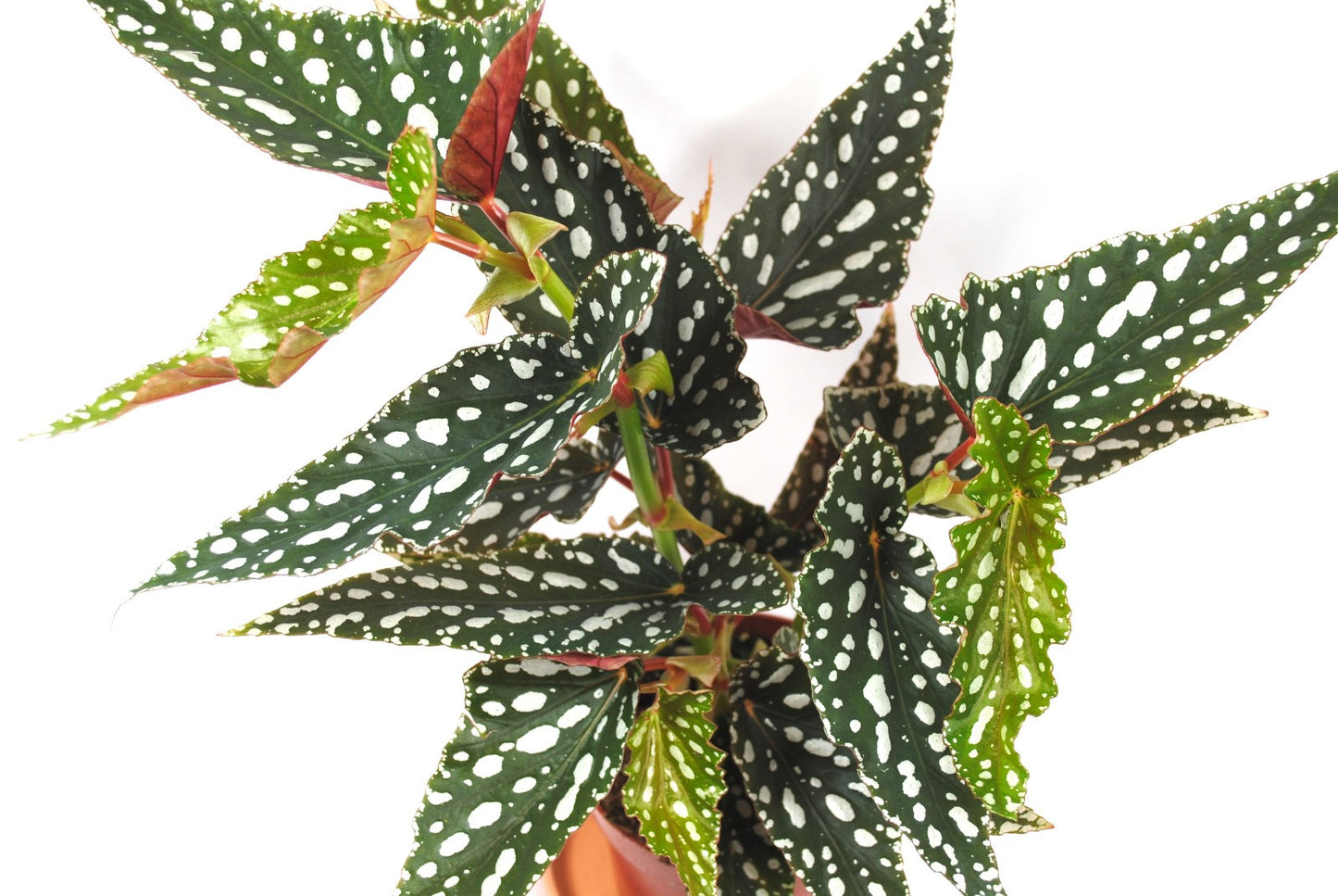 Begonia Maculata – Forellenbegonie – Polka Dot Pflanze –sehr dekorativ - ca.55cm