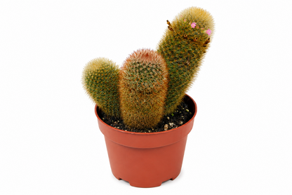 Mammillaria spinosissima Kaktus-Gruppe 12cm  Schöne Bedornung  pink blühend K 34