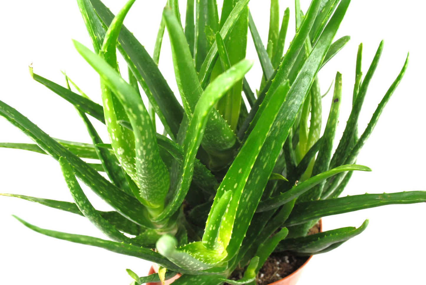 Aloe Vera Pflanze 50cm hoch stark verzweigt Echte Aloe Heilpflanze Sukkulente