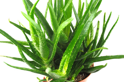 Aloe Vera Pflanze 50cm hoch stark verzweigt Echte Aloe Heilpflanze Sukkulente