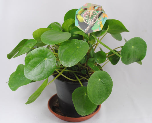 Pilea peperomioides,Ufopflanze,Glückstaler,dekorative Zimmerpflanze,ca.25cm