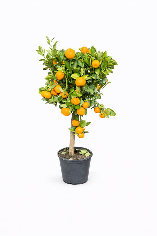 Calamondin Orangenbaum ca. 50 cm – Citrus Mitis Zimmer Balkon Garten Pflanze