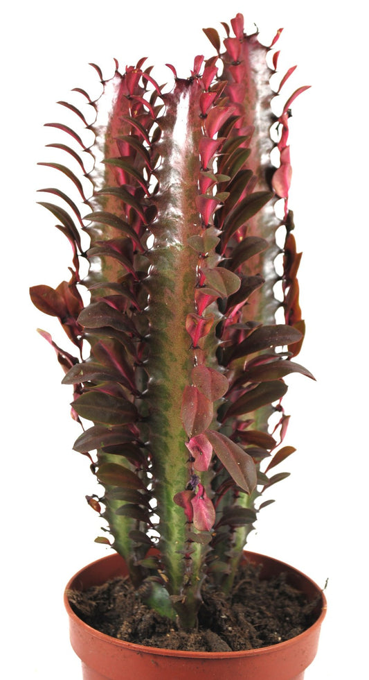 Euphorbia Trigona rubra 25cm hoch- Afrikanischer Milchbaum,Sukkulente, 12cm Topf