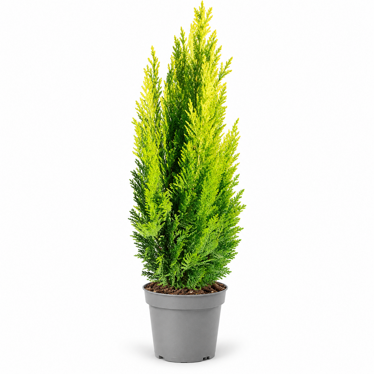 Scheinzypresse Chamaecyparis lawsoniana 4 Sorten winterhart immergrün Konifere