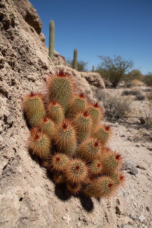 Mammilaria spinosissima,Red Head Kaktus,Kakteen,Sukkulenten,11er Topf,K 18