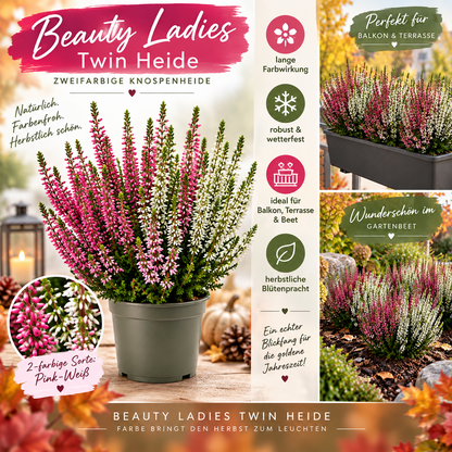 Heide Garden Girls Knospenheide Calluna vulgaris Winterhart Mix Rot Twin 3-9er