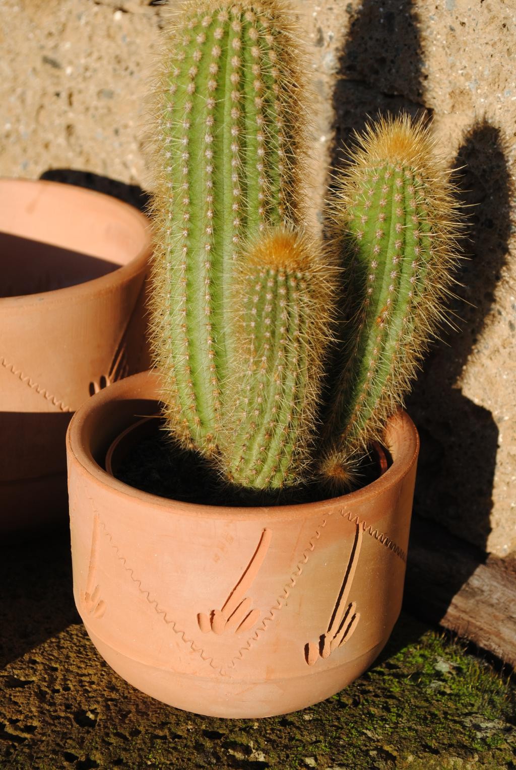 Pflanztöpfe im 3er Set helle Terracotta verziert 10/13/16cm spanisch