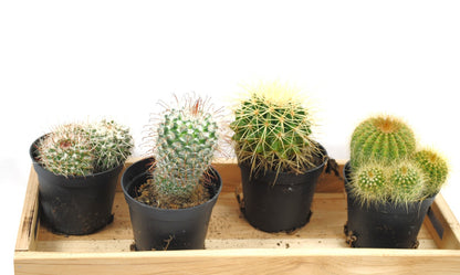 Kakteensortiment 4 Töpfe Echinocactus Parodia Mammilaria jeweils im 9er Topf