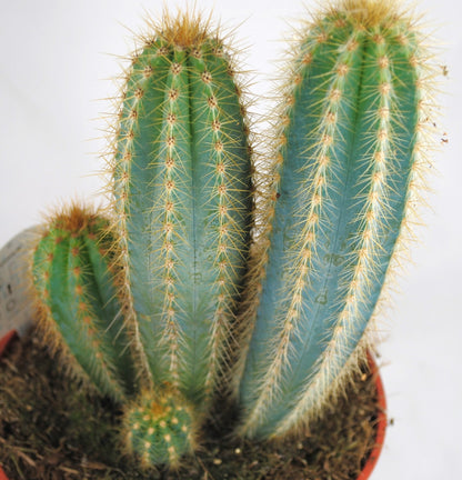 Pilosocereus pachycladus Säulenkaktus Kakteengruppe 5-6 Pflanzen 17er Topf K 22