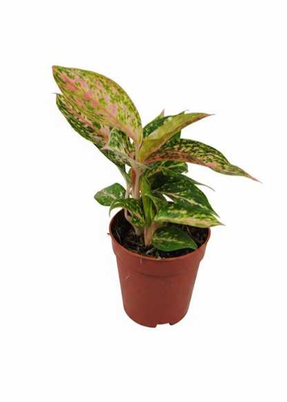 Aglaonema Buntblättriger Kolbenfaden tolle Sorten 9cm ca. 25-30cm hoch