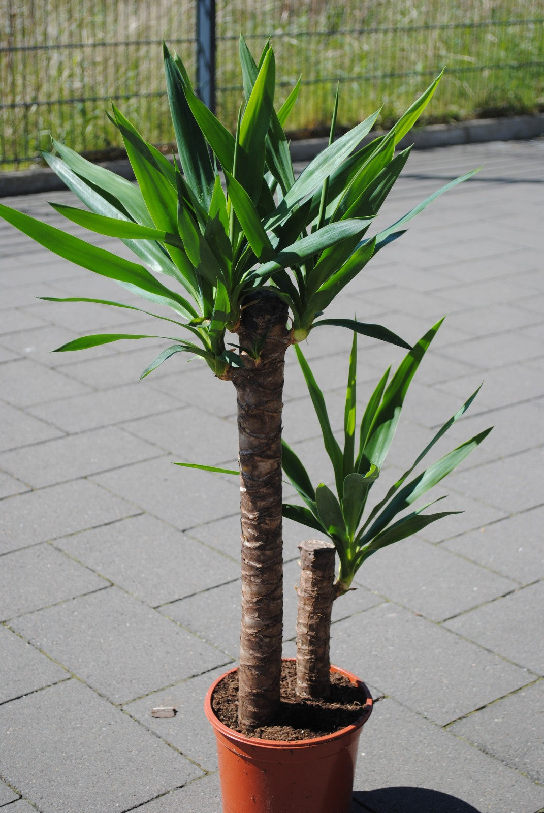 Yucca elephantipes 100cm | 2 Stämme | Palmlilie Zimmerpflanze Büro XXL Stamm