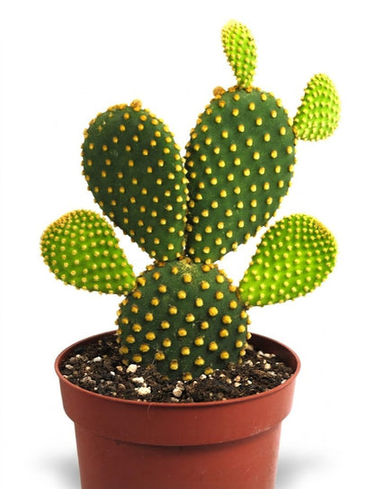 Opuntia microdasys - Goldpunktkaktus - Hasenohrkaktus - 25cm - Zimmerpflanze