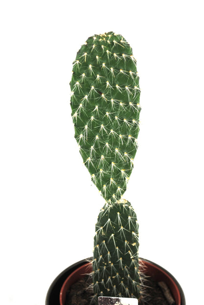 Opuntia leucotricha Silberkaktus Pflanze im 12er Keramiktopf Kakteen Sukkulente