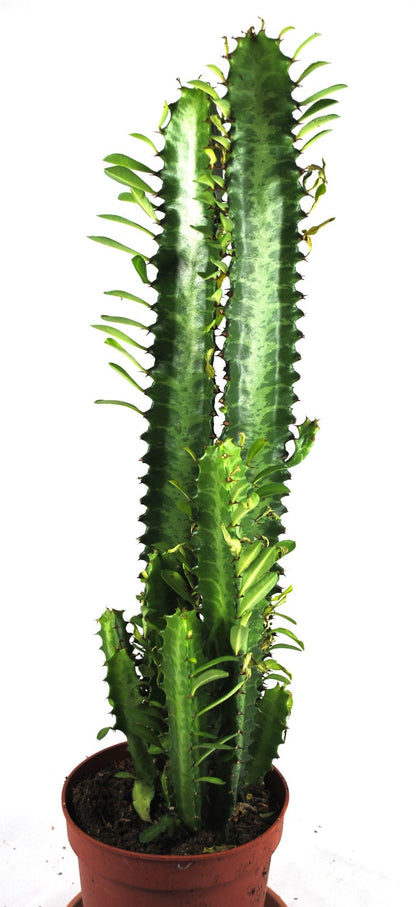 Euphorbia Trigona ca.70cm hoch- Afrikanischer Milchbaum,Sukkulente, 17cm Topf