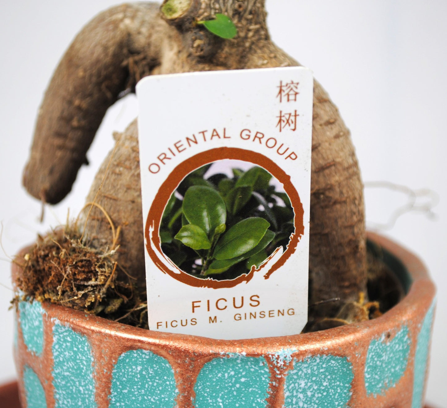 Ficus ginseng chinesische Feige Lorbeerfeige 35cm im dekorativen Keramiktopf