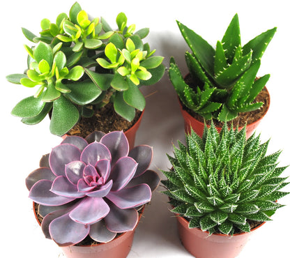Sukkulenten 4er Set Geldbaum Echeverie Aloe Haworthie 11er Töpfe Urban Jungle