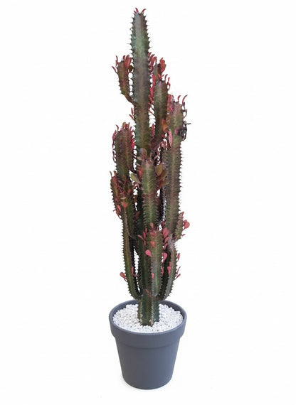 Euphorbia Trigona rubra 50cm hoch- Afrikanischer Milchbaum,Sukkulente,17cm Topf