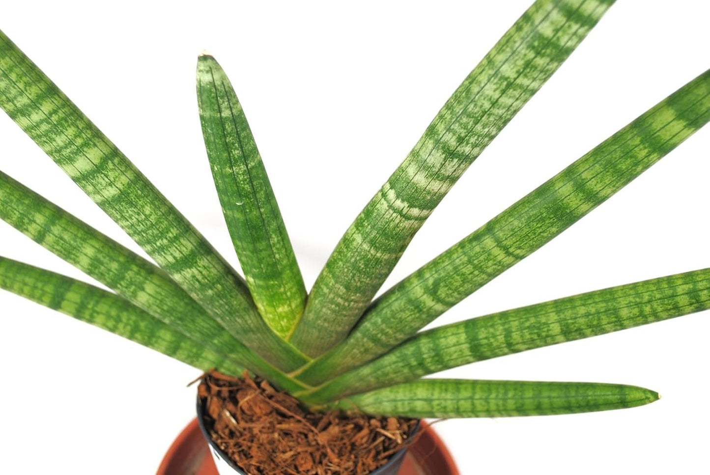 Sansevieria cylindrica Fan Bogenhanf pflegeleicht Zimmerpflanze Luftverbesserung