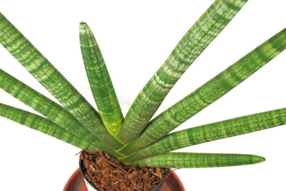 Sansevieria cylindrica Fan Bogenhanf pflegeleicht Zimmerpflanze Luftverbesserung