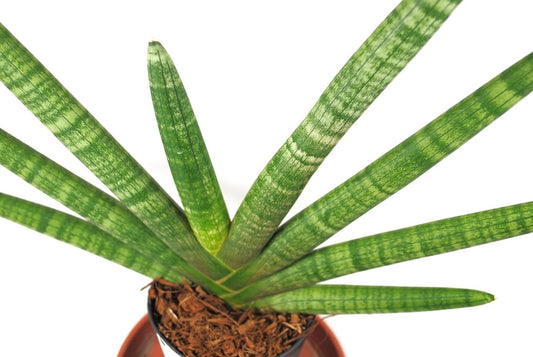 Sansevieria cylindrica Fan,Bogenhanf,pflegeleicht Zimmerpflanze,Luftverbesserung