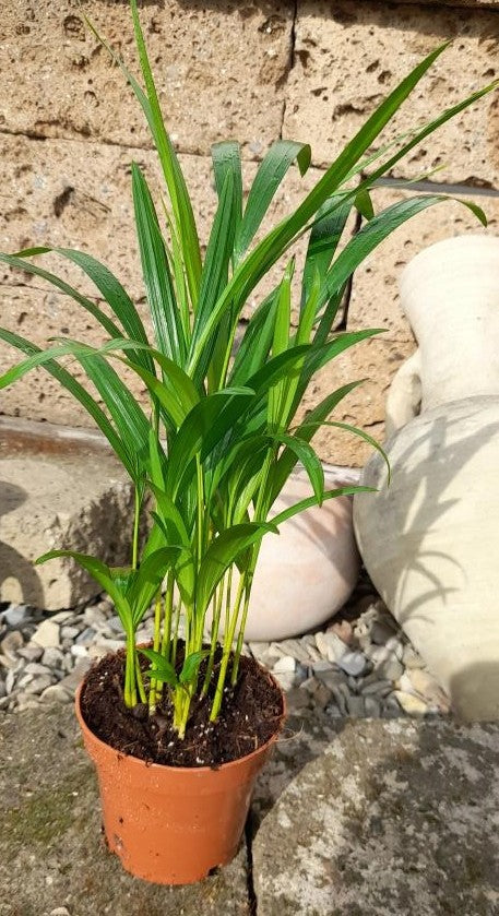 Areca Palme tropische Goldfruchtpalme Madagaskar ca65cm dekorative Zimmerpflanze