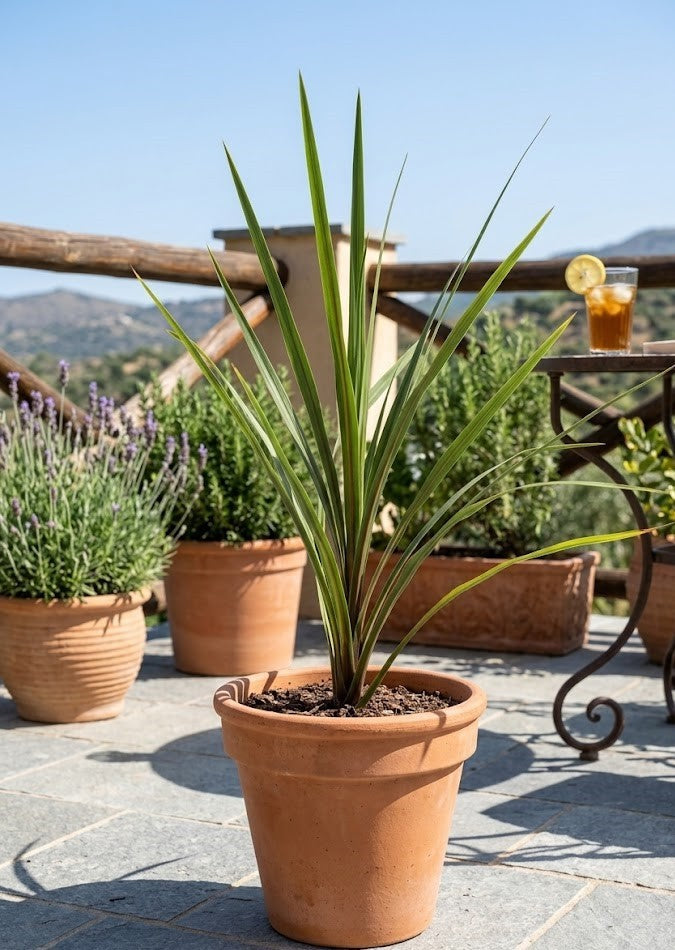 Cordyline australis Keulenlilie – 70cm – Exotische Pflanze - bedingt frosthart