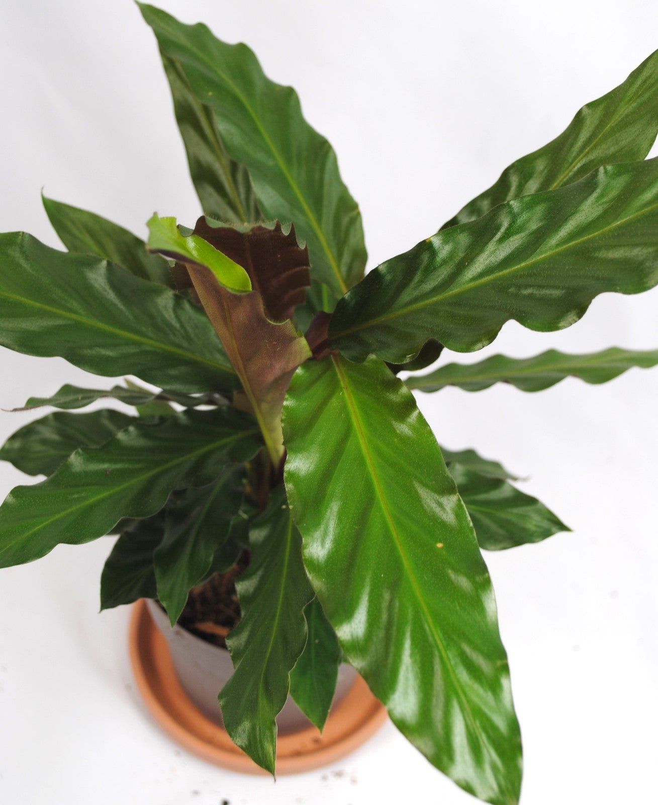 Calathea Rufibarba – Samt-Calathea 35cm – Exotische Zimmerpflanze – Wellenblatt