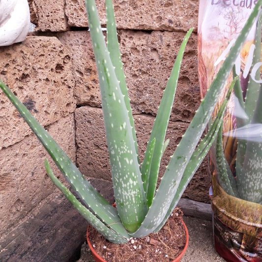 Echte Aloe Vera, medizinisch,12cm Topf, ca. 40 cm hoch, 3 große Pflanzen