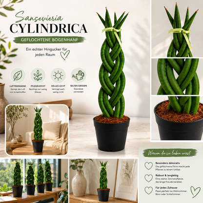 Sansevieria Cylindrica Bogenhanf Geflochten Zimmerpflanze Pflegeleicht ca. 35cm