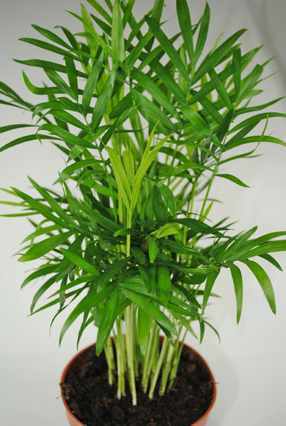 Robuste Bergpalme - Chamaedorea elegans -Anfängerpflanze luftreinigend -ca.30cm