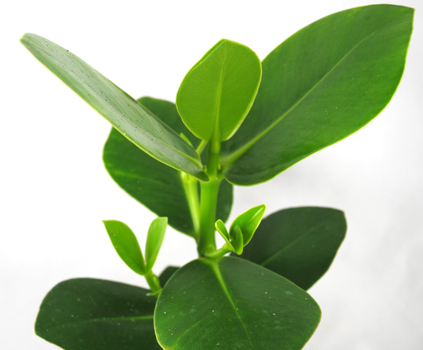 Clusia rosea Princess-Zimmerpflanze, pflegeleicht & robust-luftreinigend-30 cm