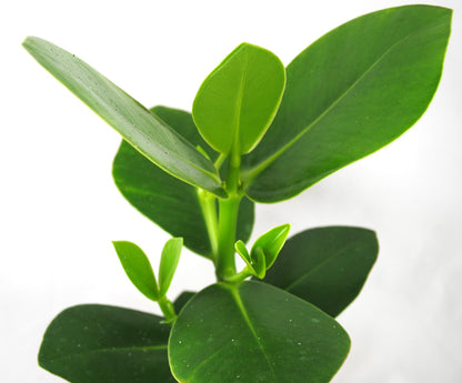 Clusia rosea Princess-Zimmerpflanze, pflegeleicht & robust-luftreinigend-30 cm