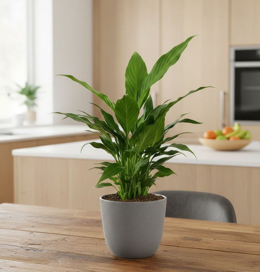 Spathiphyllum Einblatt 30cm hoch Natürlicher Luftreiniger Pflegeleicht Büro