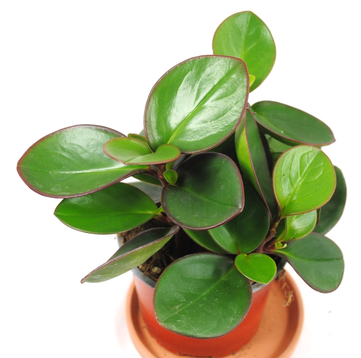 Stylische Peperomia clusiifolia | 17cm hoch | Rarität mit dunkelrotem Blattrand