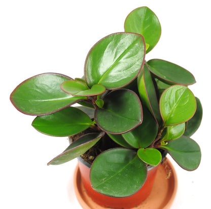 Stylische Peperomia clusiifolia | 17cm hoch | Rarität mit dunkelrotem Blattrand