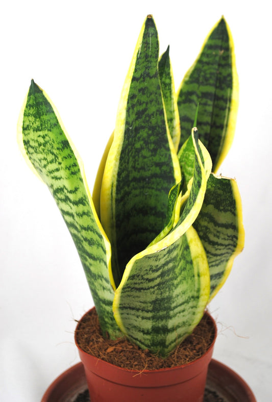 Sansevieria trifasciata,Bogenhanf,pflegeleicht Zimmerpflanze,ca.35cm hoch