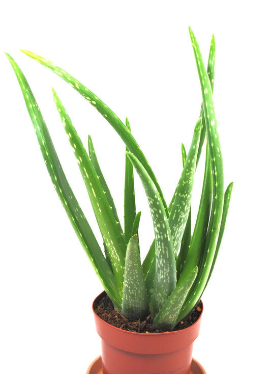 Echte Aloe Vera,medizinisch Kosmetik ca.40cm,üppige Pflanzen mit Ablegern