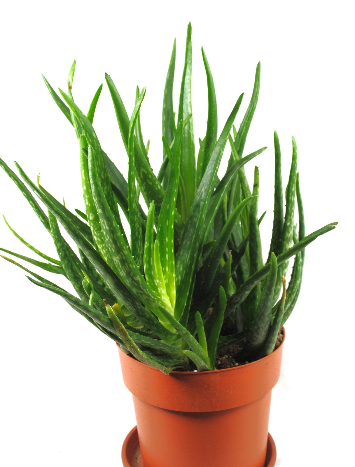 Aloe Vera Pflanze 50cm hoch stark verzweigt Echte Aloe Heilpflanze Sukkulente