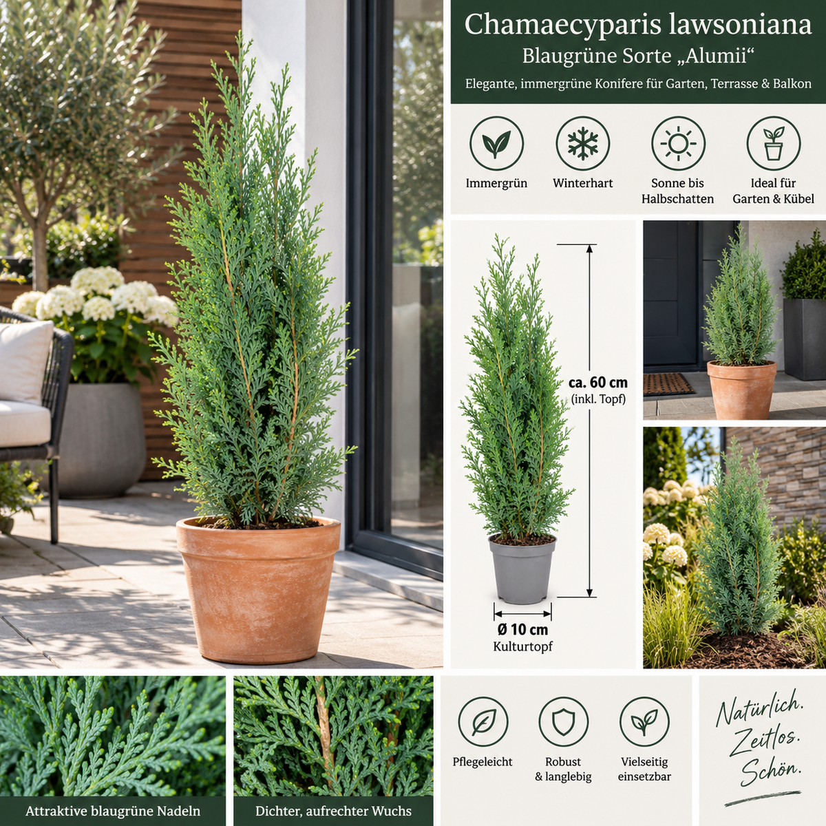 Scheinzypresse Chamaecyparis lawsoniana 4 Sorten winterhart immergrün Konifere