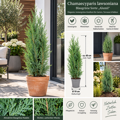 Scheinzypresse Chamaecyparis lawsoniana 4 Sorten winterhart immergrün Konifere