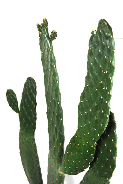Baumkaktus Opuntia consulea | XL Kaktus 60cm für Loft & Büro | Rarität & Deko