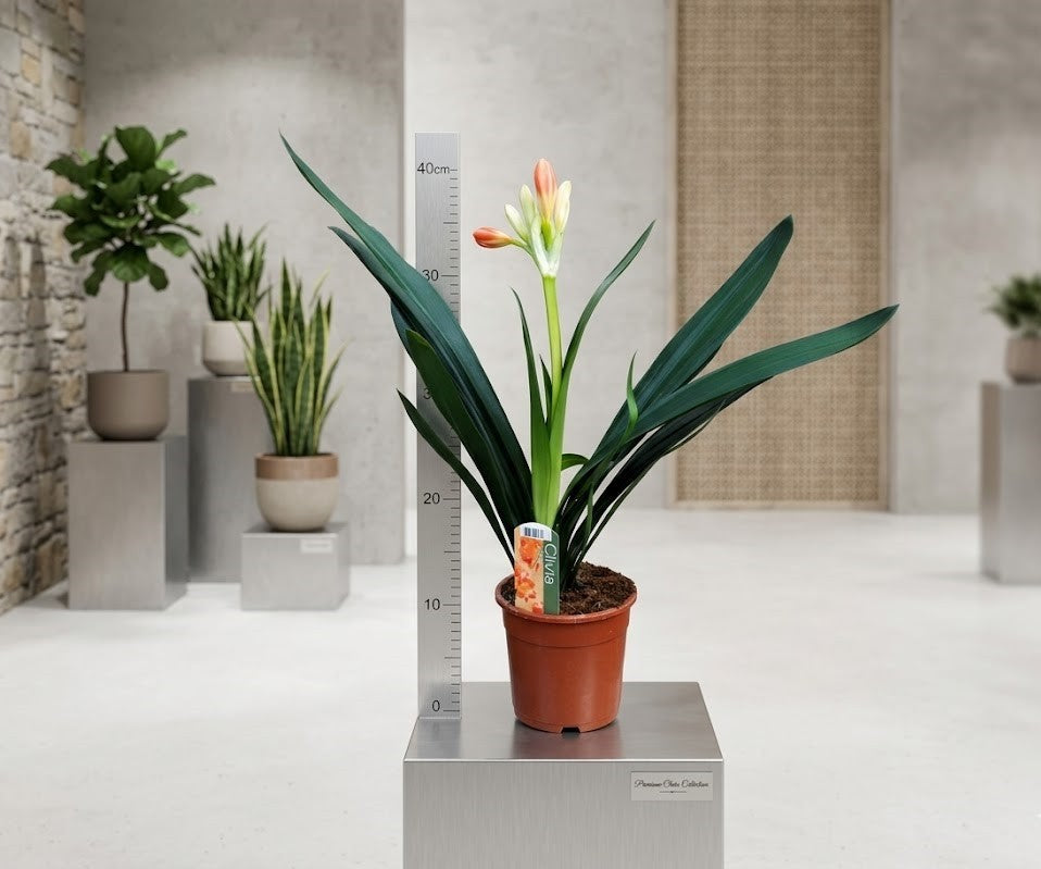 Clivia Miniata - Riemenblatt– ca. 40cm – Blühend/mit Knospe – Zimmerpflanze