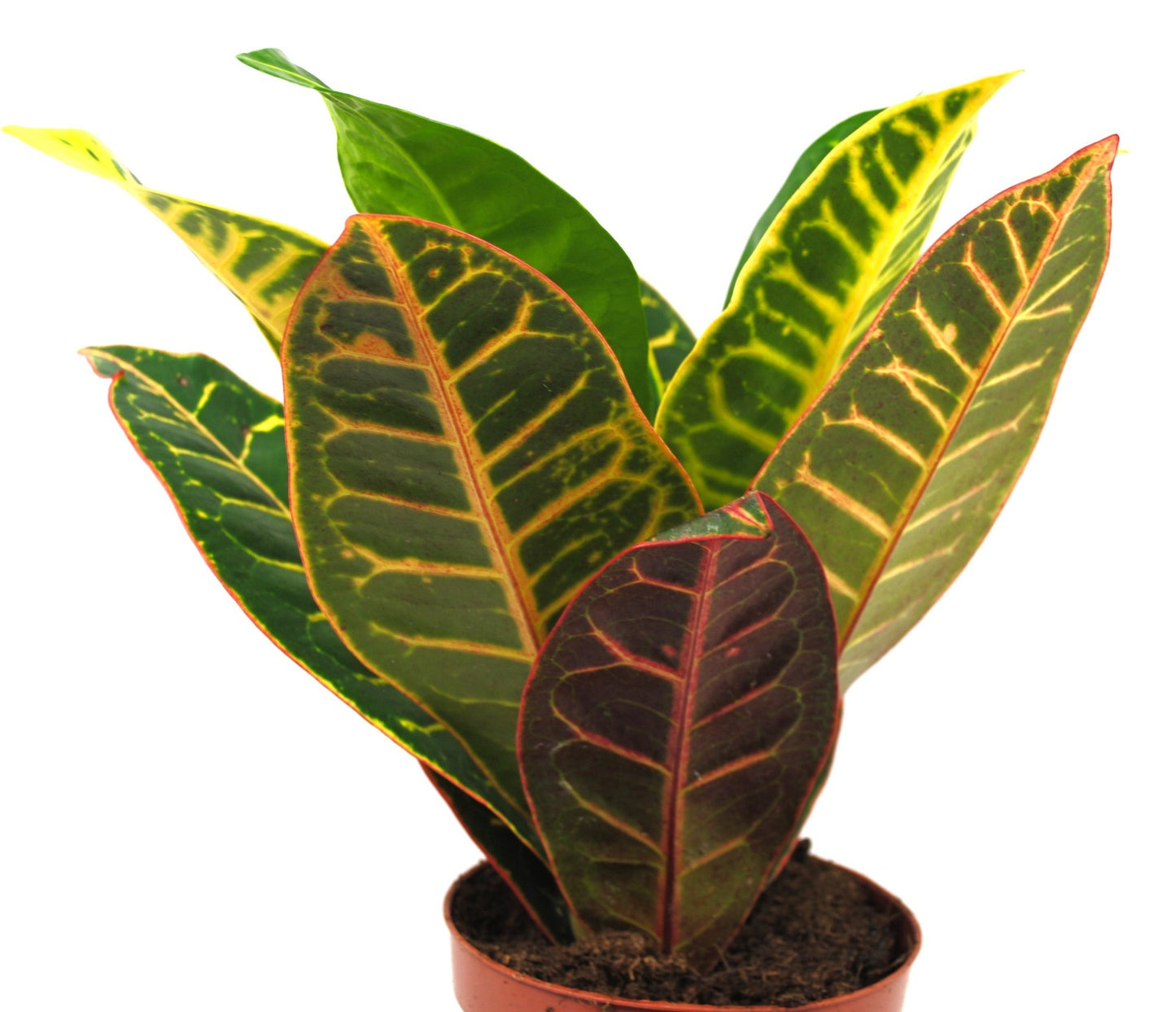 Kroton / Codiaeum variegatum - Kräftige Pflanze ca. 30cm - Exotischer Blickfang