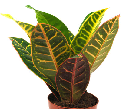 Kroton / Codiaeum variegatum - Kräftige Pflanze ca. 30cm - Exotischer Blickfang