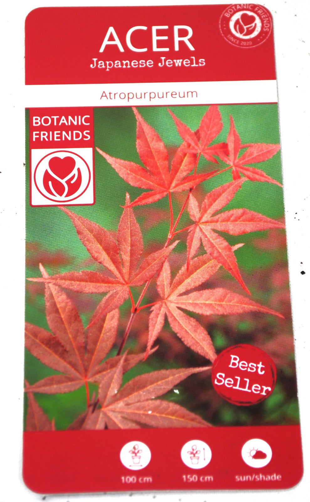 Roter Zwergahorn Acer palmatum Atropurpureum - 50-60 cm - Japanischer Ahorn