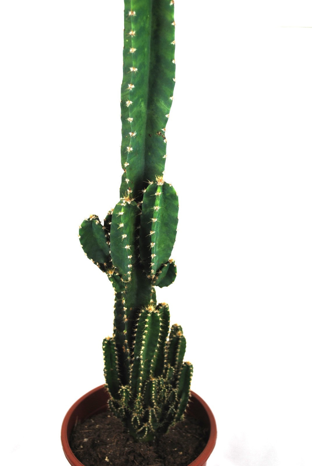 Acanthocereus tetragonus ,Imposanter Säulenkaktus, ca. 70cm, pflegeleicht