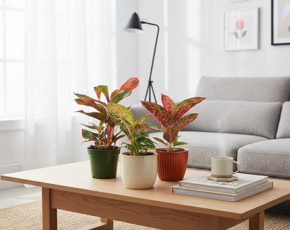 Aglaonema Buntblättriger Kolbenfaden tolle Sorten 9cm ca. 25-30cm hoch
