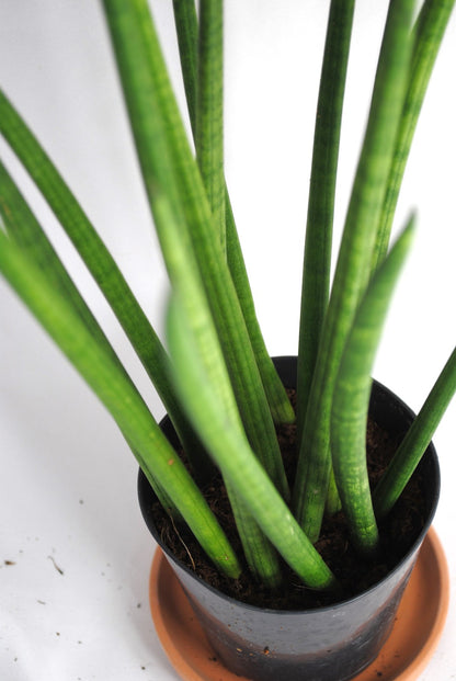 Sansevieria cylindrica Bogenhanf pflegeleicht Zimmerpflanze ca.35cm hoch