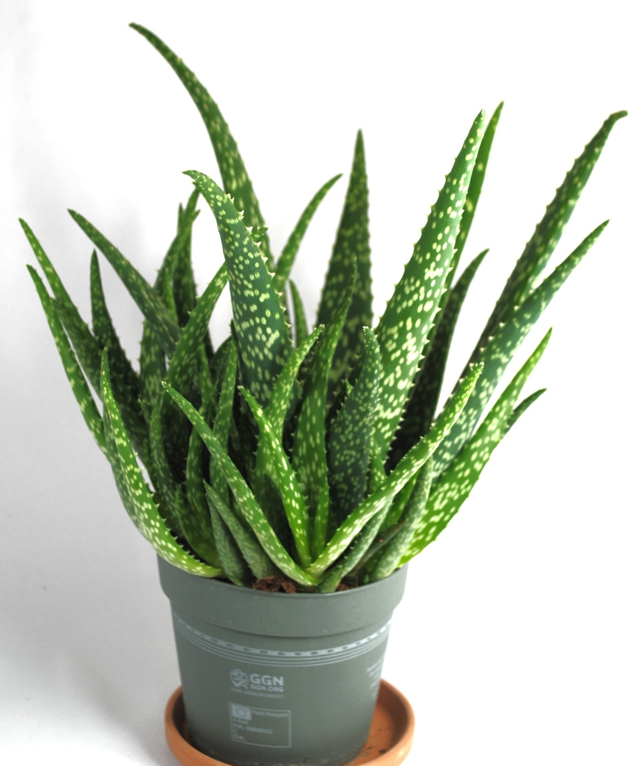 Echte Aloe Vera medizinisch ca.40cm üppige Pflanzen mit Ablegern 13er Topf