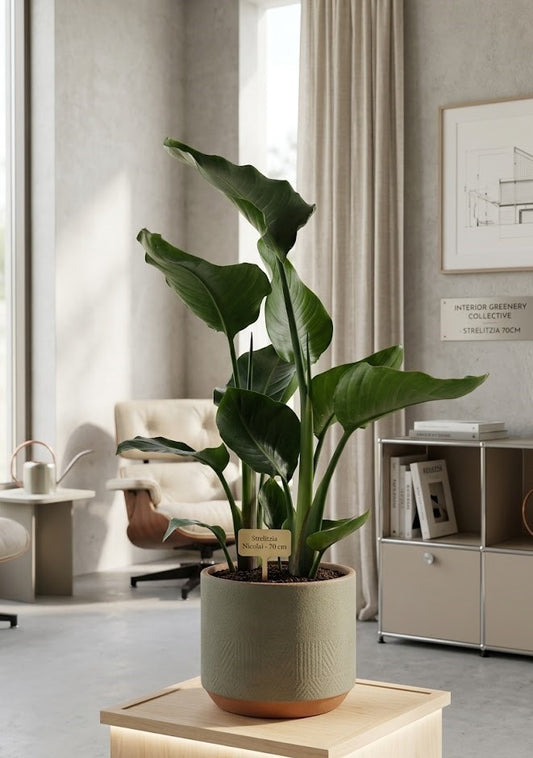 Strelitzia nicolai Paradiesvogelblume – Tropische Pflanze 70 cm hoch